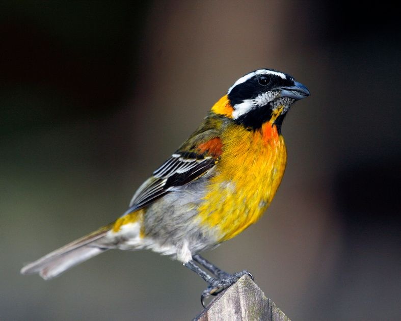 Puerto Rican reinita bird